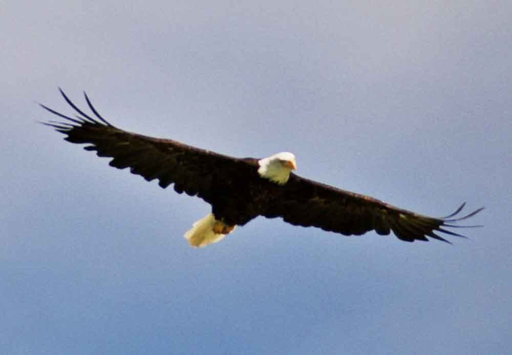 Águila Calva - Alaska - EEUU 2